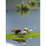 Vinilo Decorativo 50x75cm Oveja Sheep Rebaño Naturaleza M1
