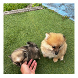 Cachorros Pomerania