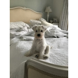 Cachorros Schnauzer Miniatura Blanco Lidia Sico