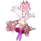 Orquídea Vanda Tricolor - Muda Pequena