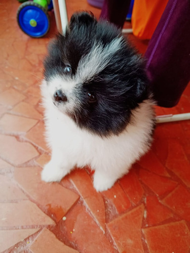 Filhotes De Spitz Alemão/lulu Da Pomerânia, Fêmeas, 2 Meses