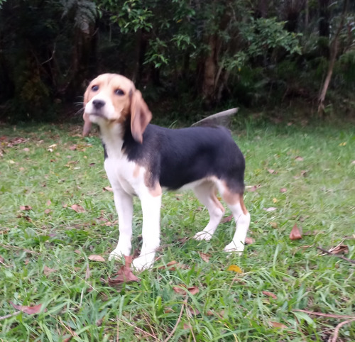 Beagle Feminha Malhadinha