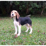 Beagle Feminha Malhadinha