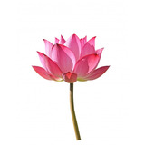 Sementes Flor De Lotus Nelumbo Nucifera Ninféia P/ Muda