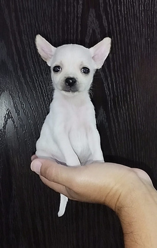 Chihuahua Mini Hembra. Super Calidad