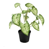 Planta Artificial De Calidad Caladio Caladium Blanco 40cm$sd