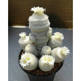 Semillas De Cactus Blanco Hermoso