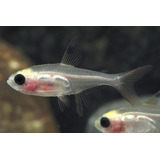 Pct. C/ 5 Peixes Tetra Pristela Albina -aquário- Água Doce