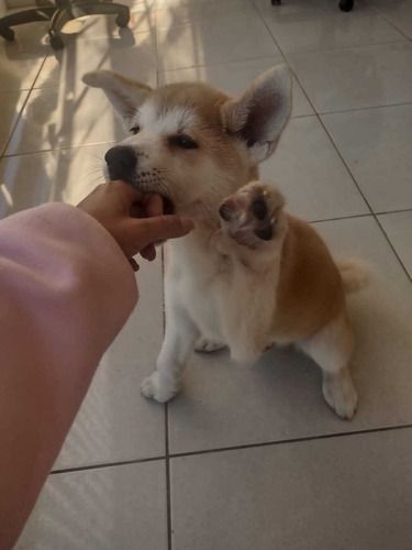 Akita Inu A Pronta Entrega Vacinados E Vermifugados 