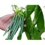300 Sementes De Orquidea  Baunilha {vanilla Planifolia}