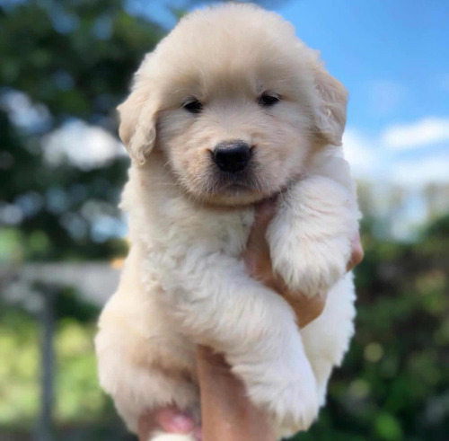 Golden Último Cachorro