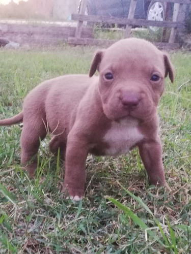 Oferta American Pitbull Cachorros 35 Días De Nacidos 
