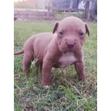 American Pitbull Terrier Cachorros 35 Días De Nacidos 