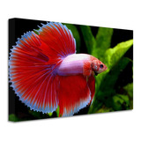 Cuadro Pescado Betta Canvas Grueso Cpb8 90x60