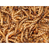 Tenébrios Gigantes 50 Larvas Vivas + Brinde 