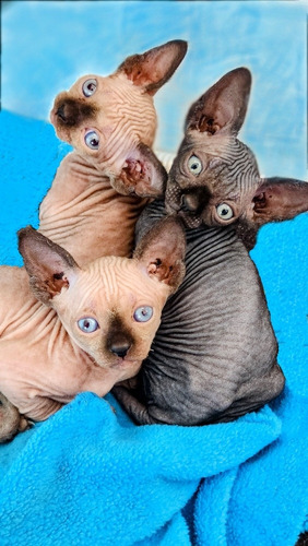 Sphynx Gatos Sin Pelo Gato Pelado. Criadero Legal 