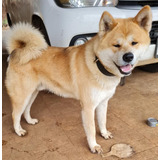 Perro Akita Inu