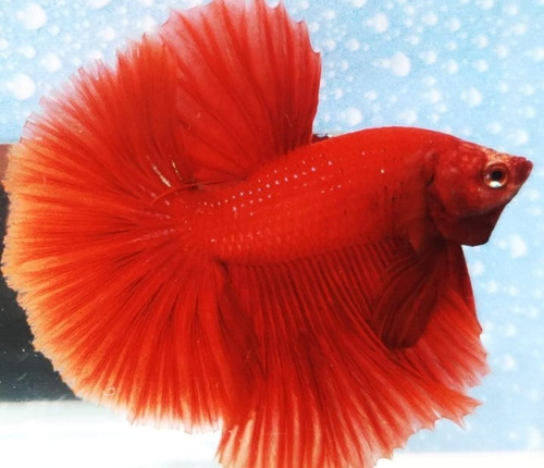 Betta Full Red 100% Calidad 