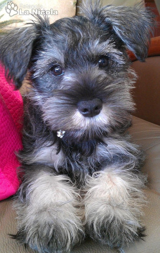 Cachorro Schnauzer Mini. Estancia La Nicola 12