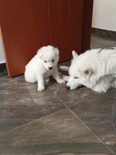 Cachorro Samoyedo 