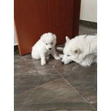 Cachorro Samoyedo 