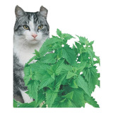 1002 Catnip Sementes De Erva Do Gato  Frete Gratis Brasil