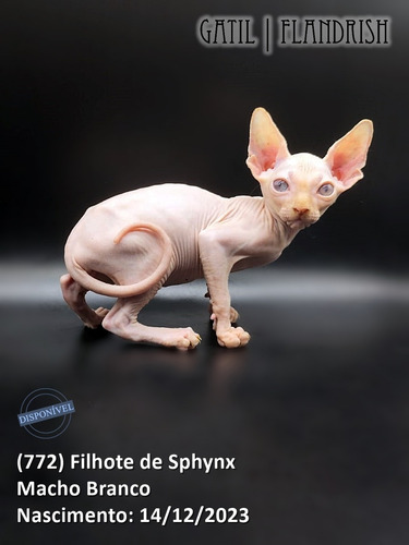 (772) Filhote De Sphynx - Macho Branco