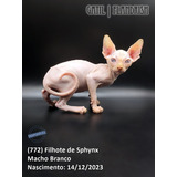 (772) Filhote De Sphynx - Macho Branco