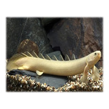 Pez Dragon Bichir Albino Para Acuario O Pecera 