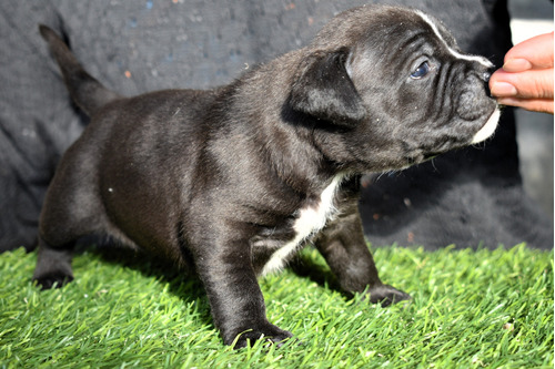 American Bully Hembra Muy Buena Estructura Y Linaje Zona Sur