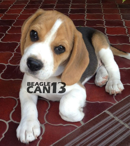 Cachorro Beagle 43