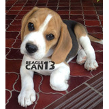 Cachorro Beagle 43