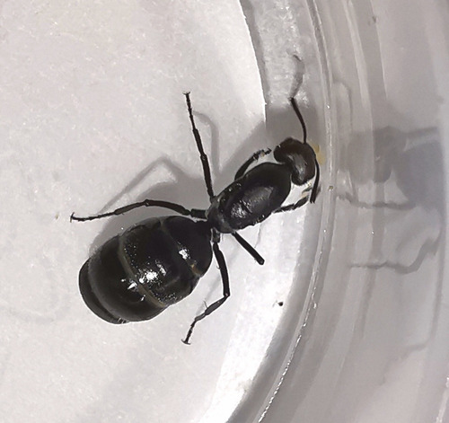 Camponotus Ovaticeps Reina Criadero /granja Hormigas Mascota