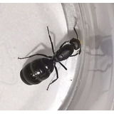 Camponotus Ovaticeps Reina Criadero /granja Hormigas Mascota