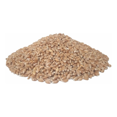 Trigo Semilla 1ra Calidad Panificable 5 Kg Agroecológico  | Envío gratis