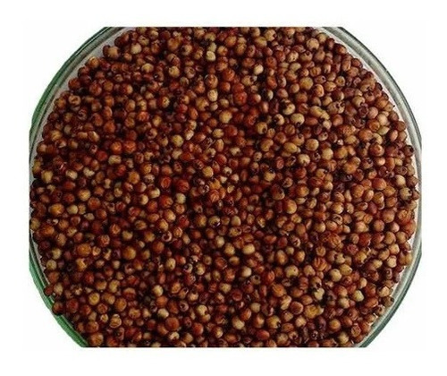 Sorgo Forrajero Semilla Certificado Bolsa Por 1 Kg