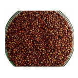 Sorgo Forrajero Semilla Certificado Bolsa Por 1 Kg