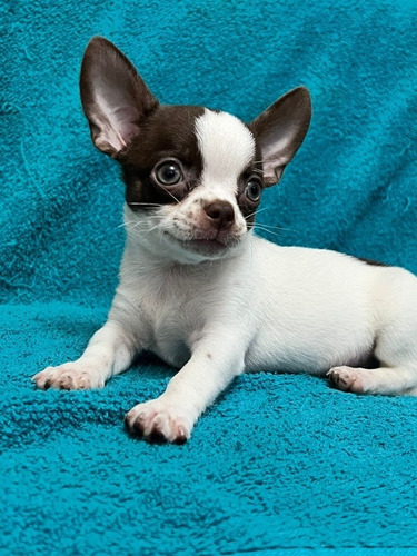 Chihuahua Nena Unicos