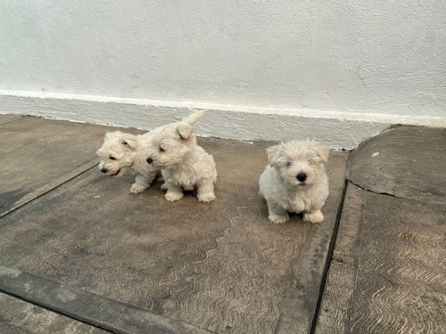 Tiernos West Highland White Terrier Inscritos Kennel Club