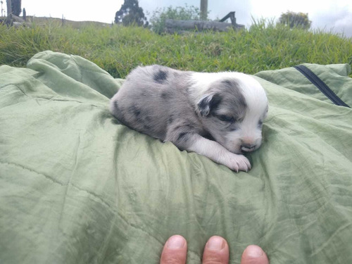 Cachorro Border Collie 