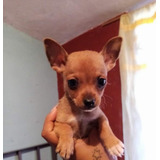 Cachorro Chihuahua Miniatura 