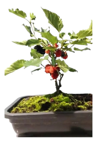 Amora Bonsai Com Frutos 5 Anos Produzindo No Vas0