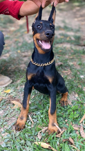 Cachorro Doberman Europeo Bogotá Animal Pets Colombia 