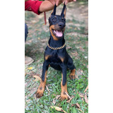 Cachorro Doberman Europeo Bogotá Animal Pets Colombia 