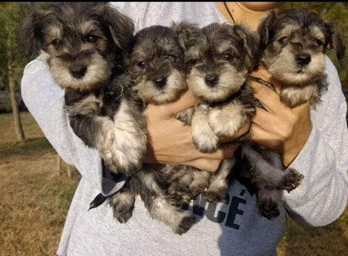 Schnauzer Minis Con Fca