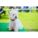 Cachorro Westyn Perro Westie Medellin Bogota Cali Puppy