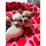 Cachorro Chihuahua Auténticos Miniaturas Garantizado