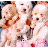 Poodle Toy Hermoss Bebes 