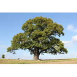 Árbol De Roble ( Quercus Robur ) Más Semillas  