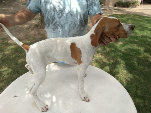 Pionter Cachorros Hembras Y Macho.